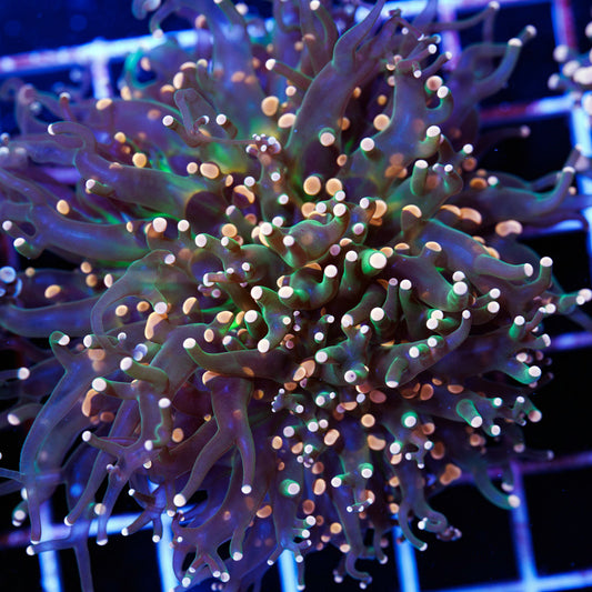 Tri Color Frogspawn