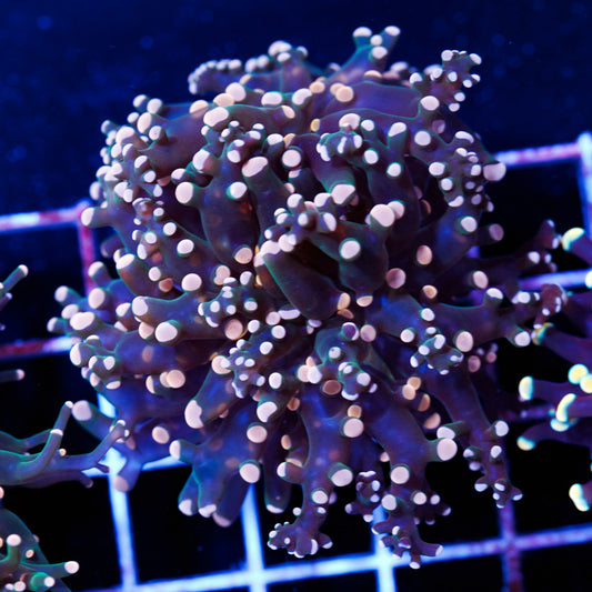 Ultra Frogspawn