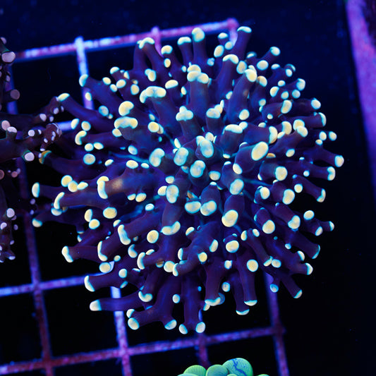 Aussie Kingspawn