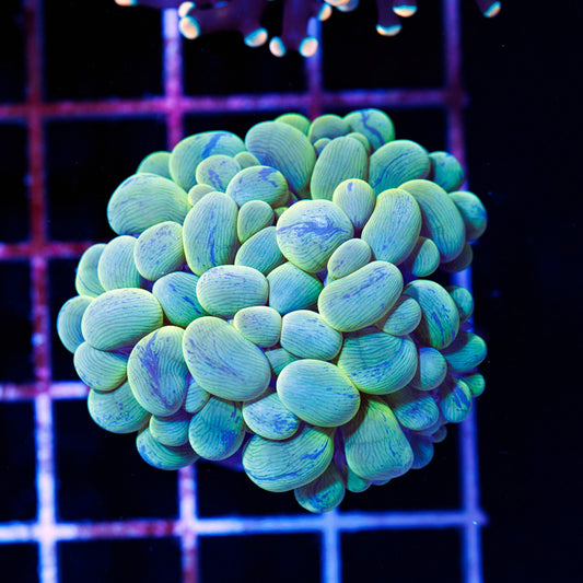 Green Splatter Bubble