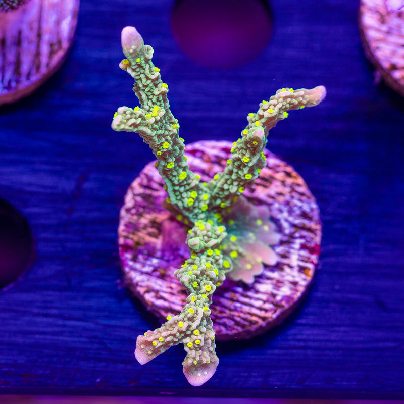 JF Green Light Montipora Hirsuta