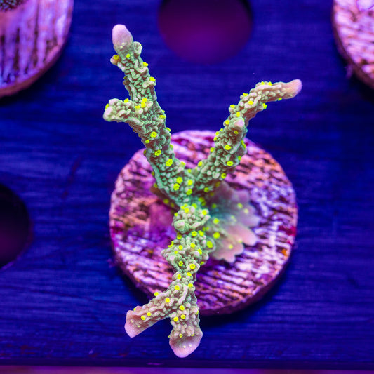 JF Green Light Montipora Hirsuta