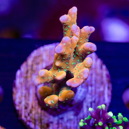 RRC Tropicana #1