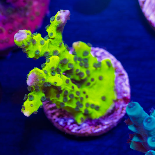 Bioreef Anacropora