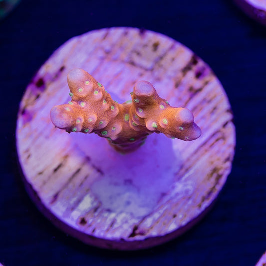 RRC Tropicana #2