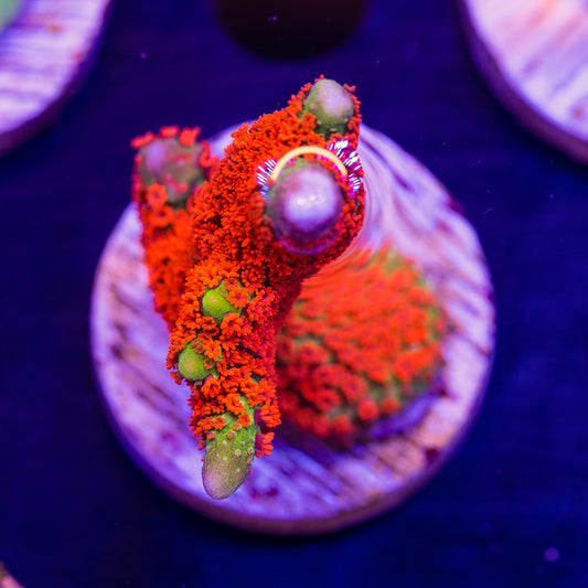 Emerald Fire Digitata