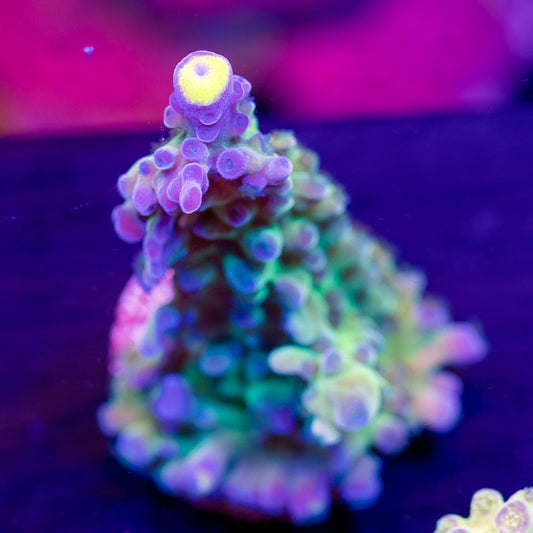 WWC Yellow Tip