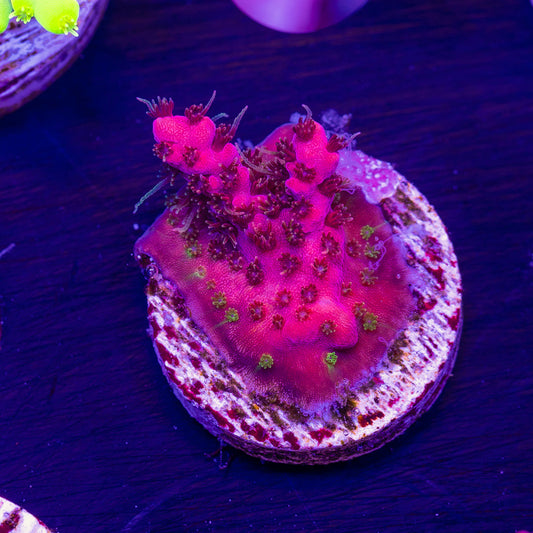 WWC Pink Passion #2