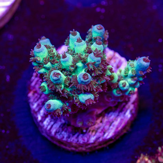Crayola Plana