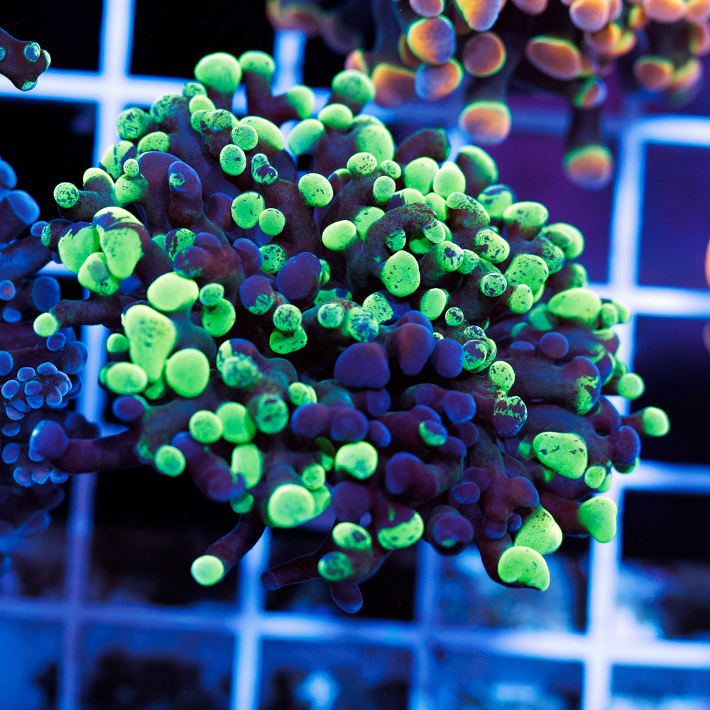 CC Green Splatter Hammer