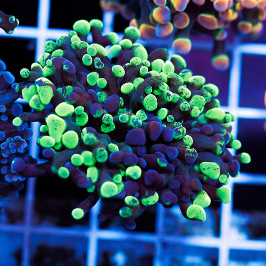 CC Green Splatter Hammer