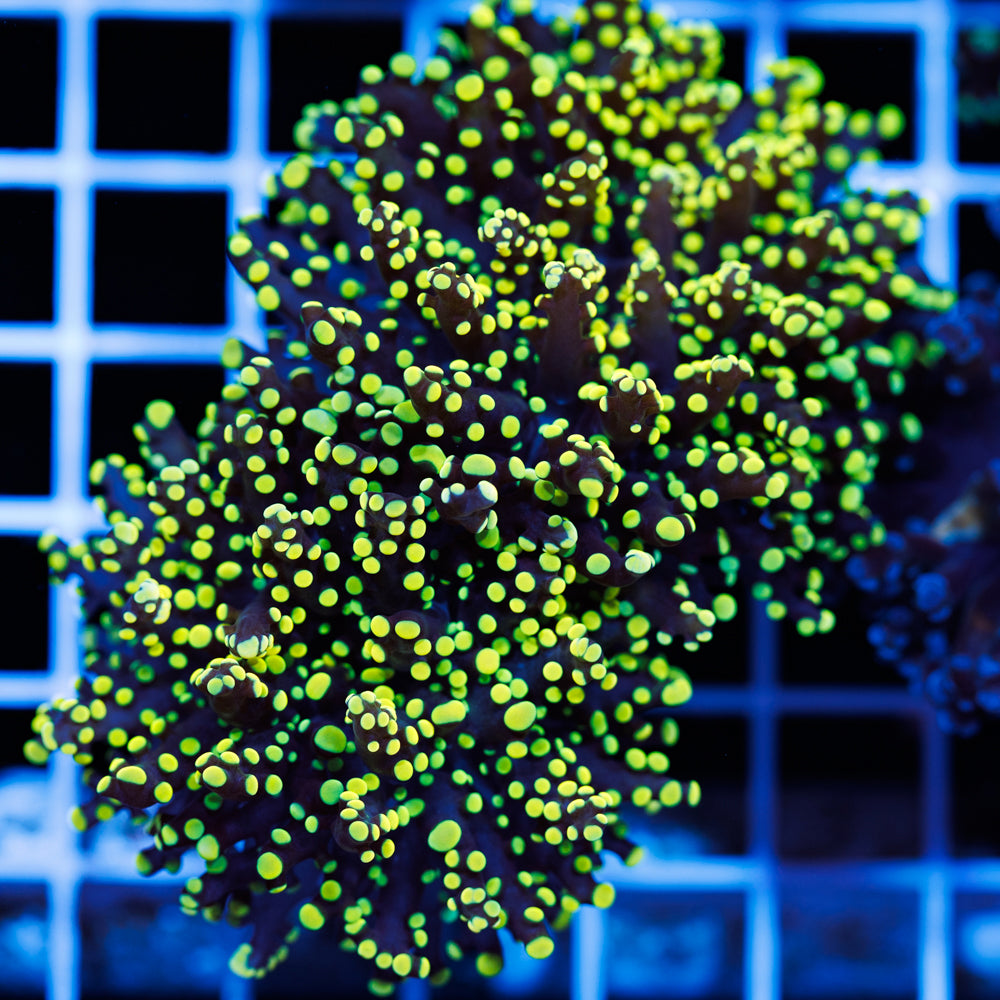 Lemon Lime Octospawn #2