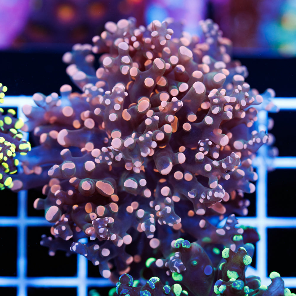 Ultra Frogspawn