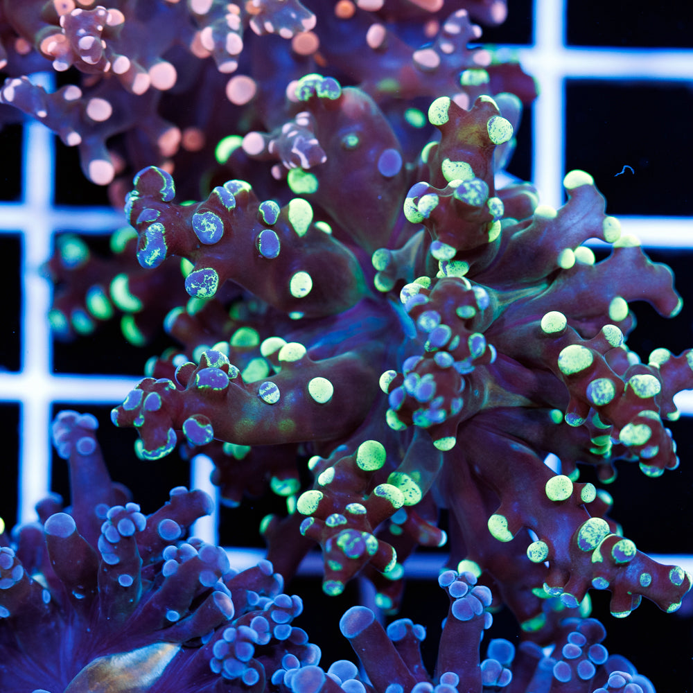 CC Splatter Frogspawn