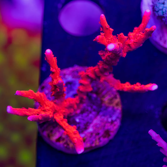 JF TNT Anacropora