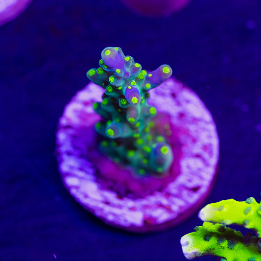 CC Ultimate Bonsai #1