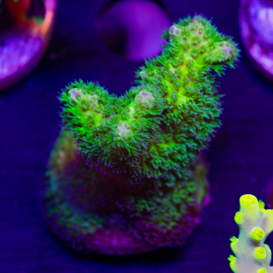 Vivid Toxic Pocillopora