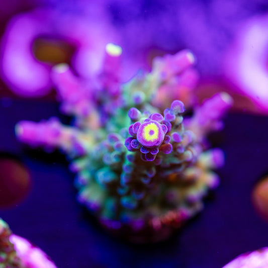 WWC Yellow Tip