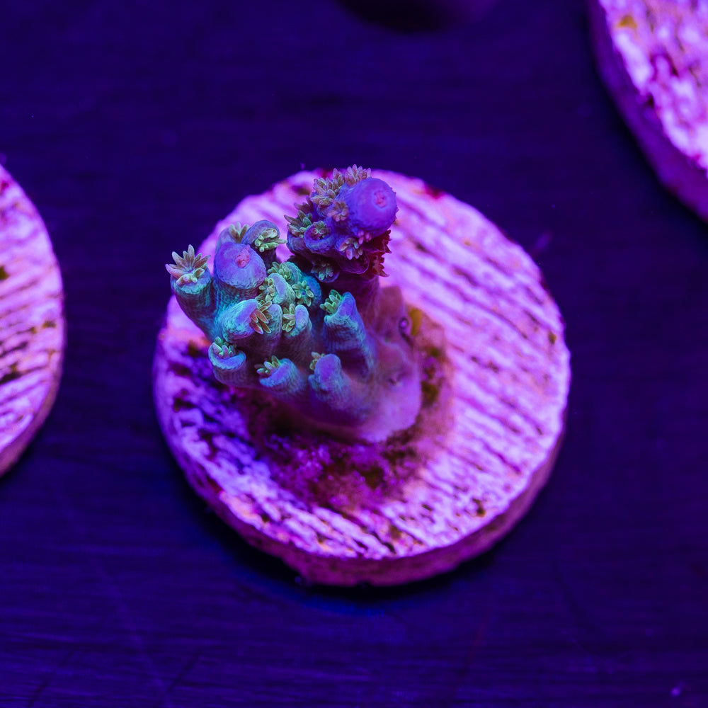 Crayola Plana