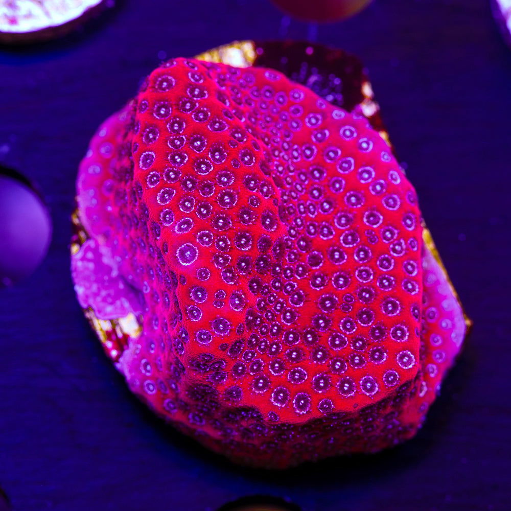 CC Darth Maul Porites
