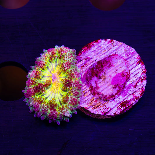 Mini Carpet Anemone