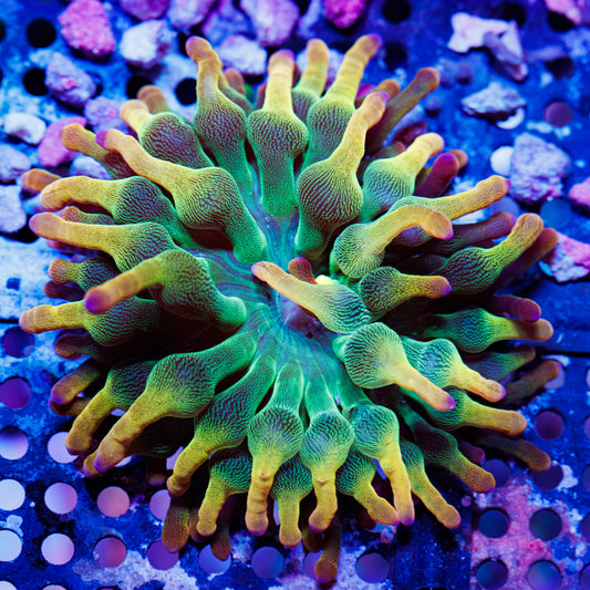 BTS Holy Grail Anemone