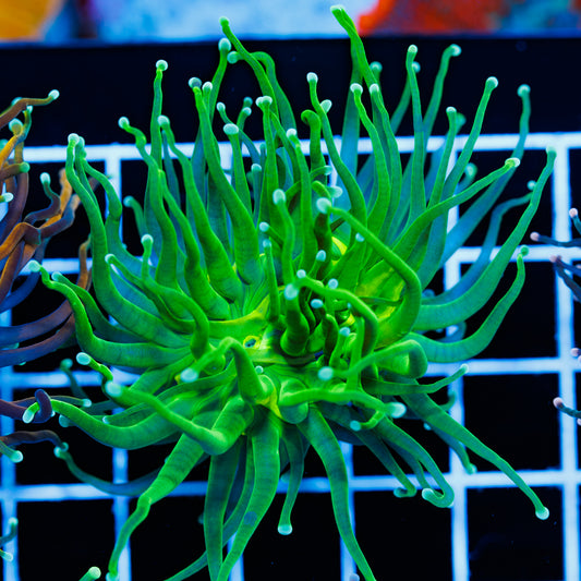 Ultra Green Torch