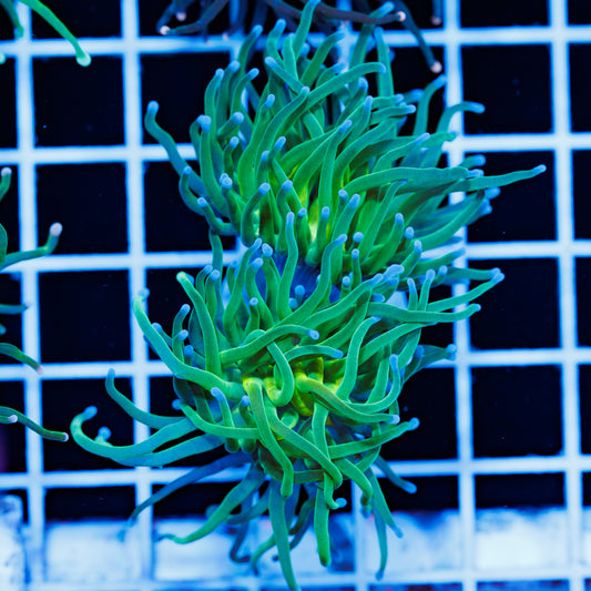 Blu Tip Torch