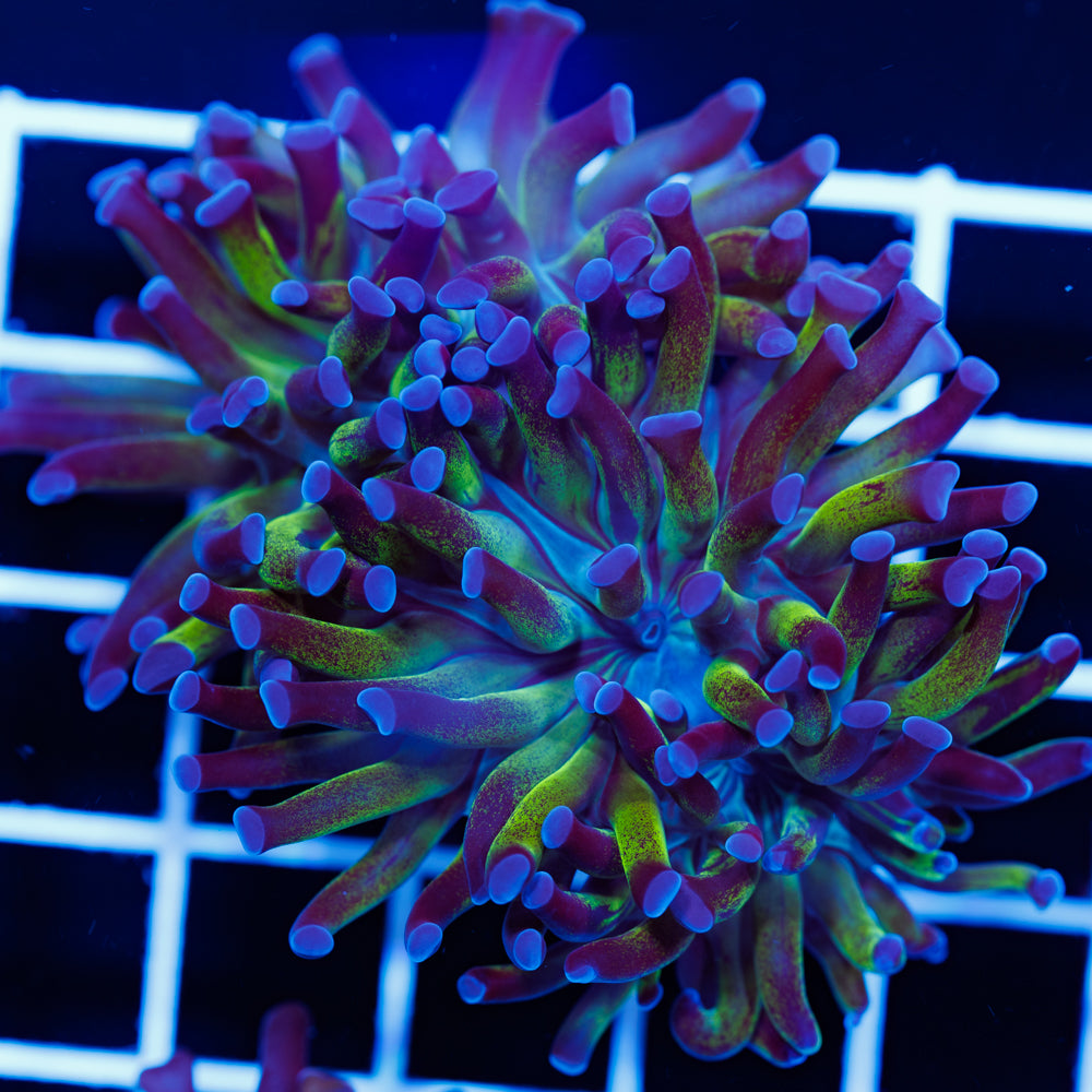 CC Blu Tip Hammer
