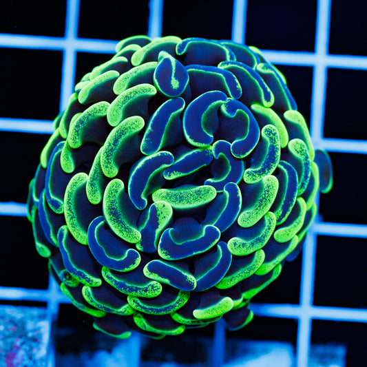 Aussie Green Splatter Hammer