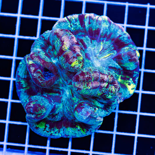 Rainbow Wellsophyllia