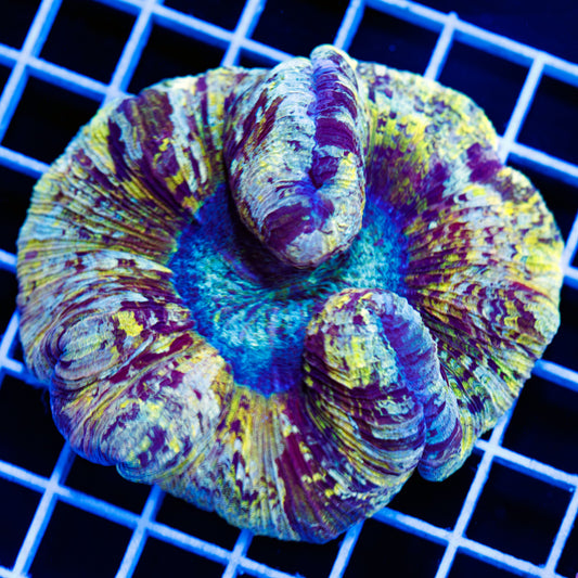 Lemon Rainbow Wellsophyllia