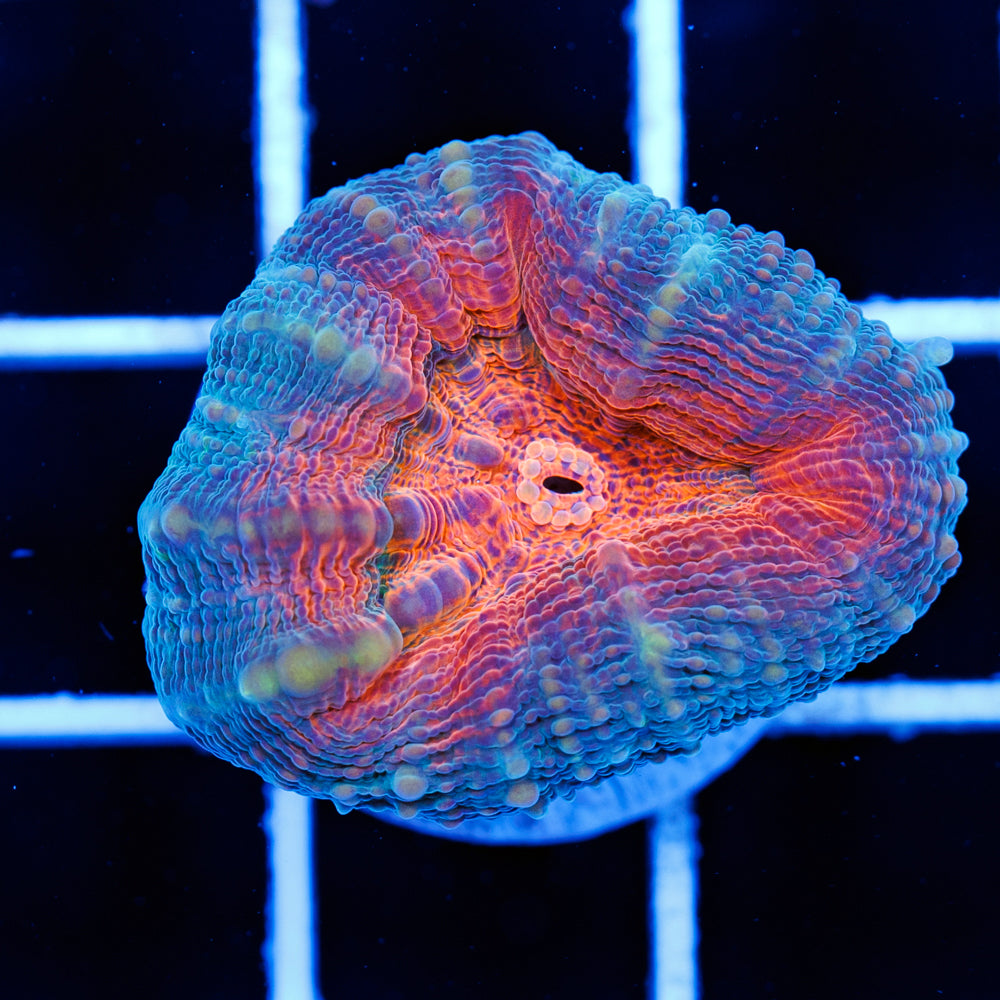Orange Flame Lobo