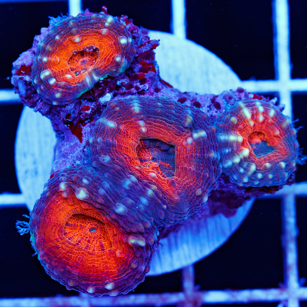 Orange Eye Indo Lobo #2