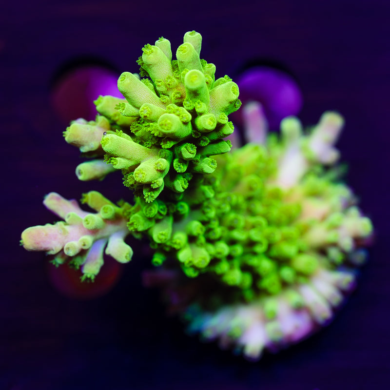 ORA Frogskin Acro