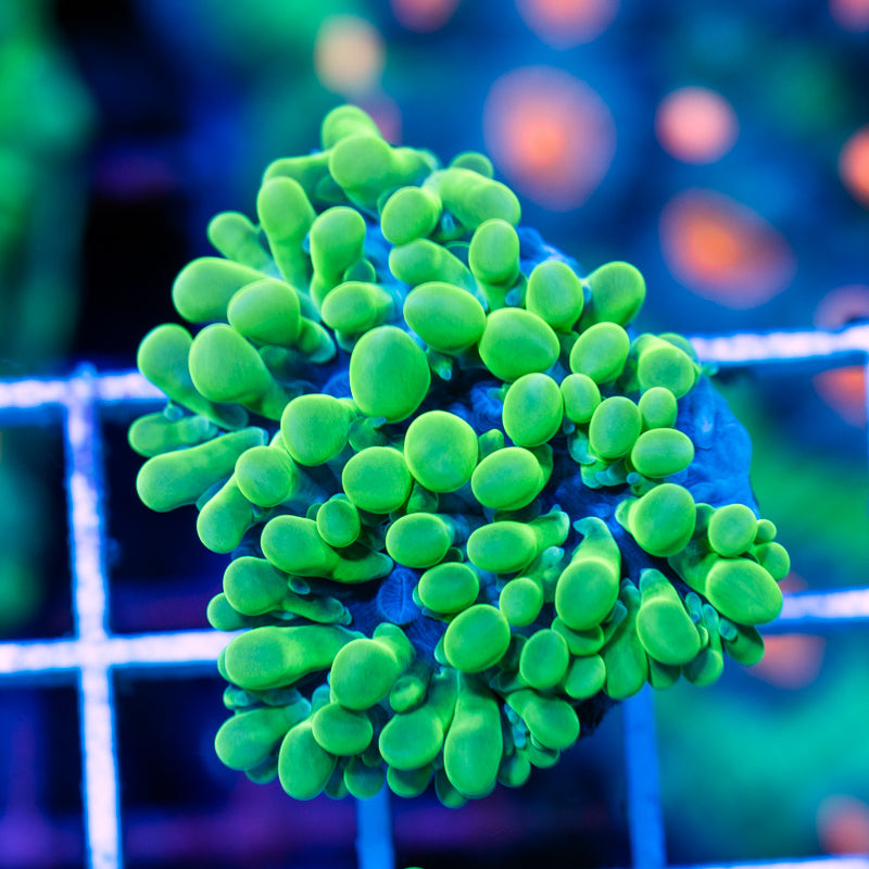 Uber Green Octobubble #1