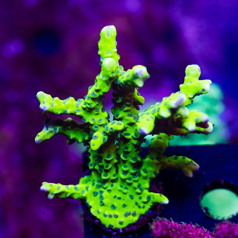 Bioreef Anacropora #1