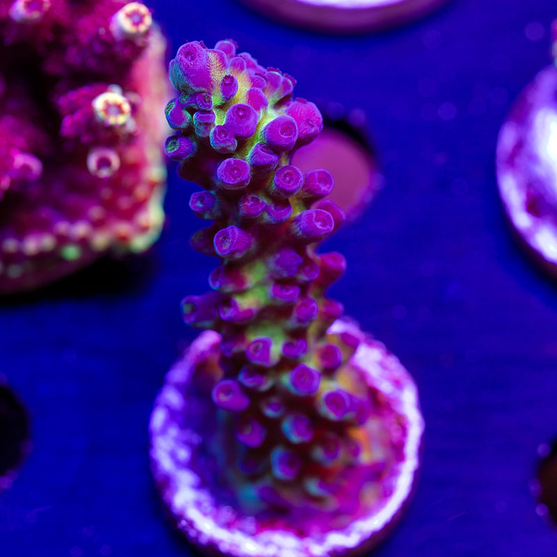 CC Purple Tort