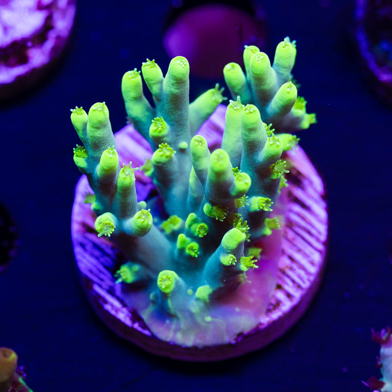 CC Retina Blaster Suharsoni #2