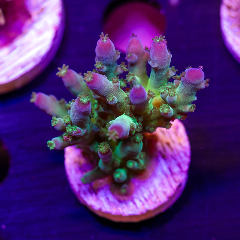 ORA Indiglow Acro