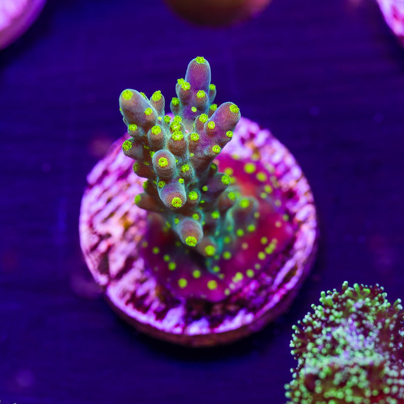 CC Ultimate Bonsai