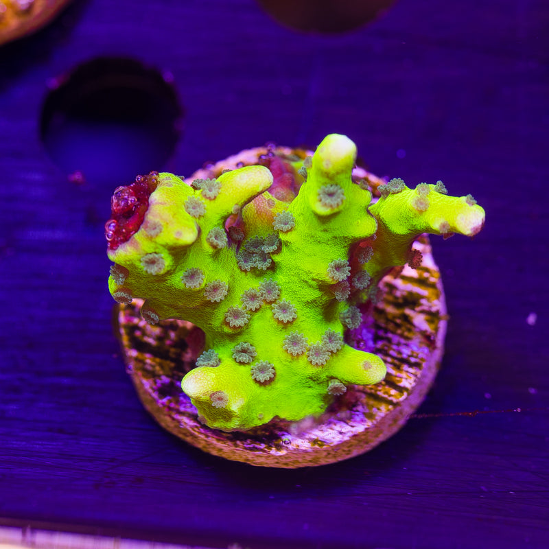 Bioreef Anacropora #2