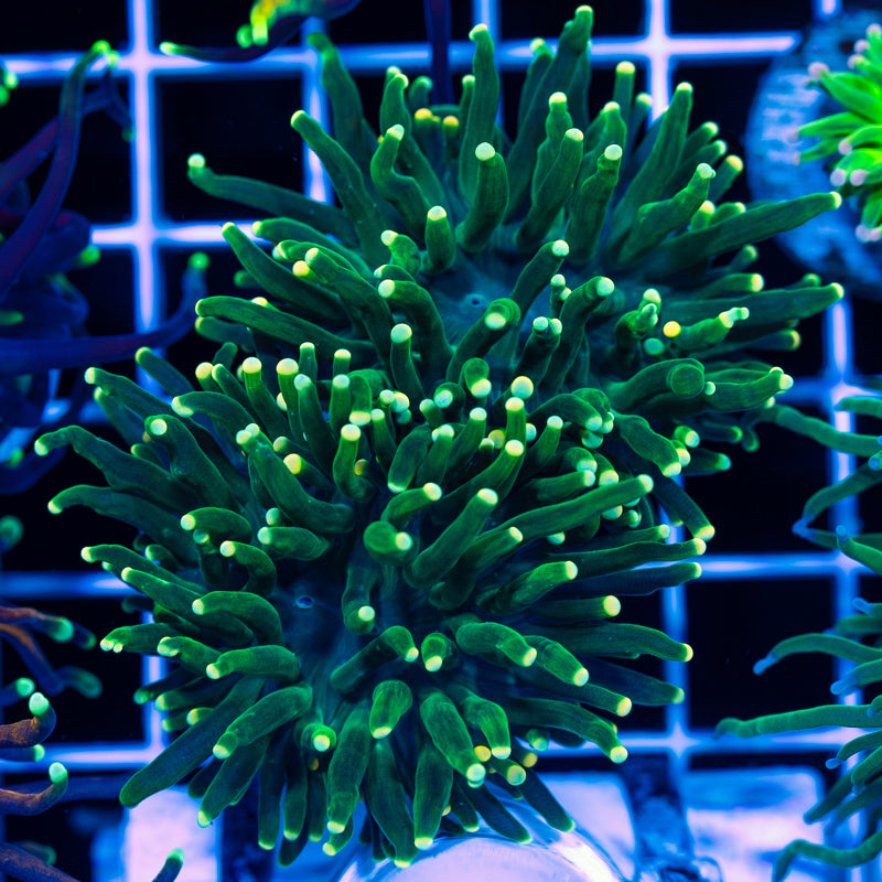 CC Yellow Tip Torch