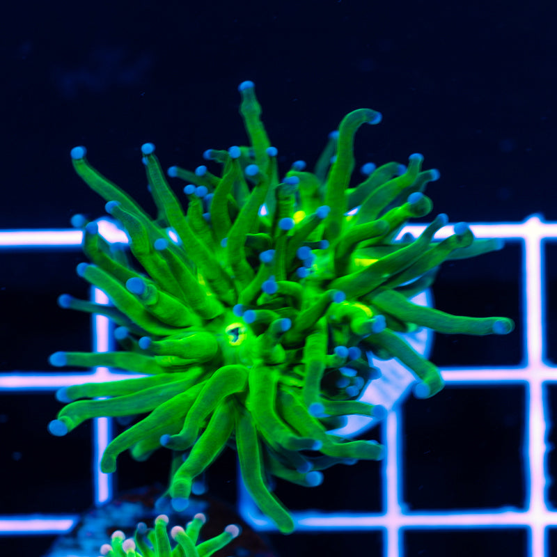 Blu Tip Torch