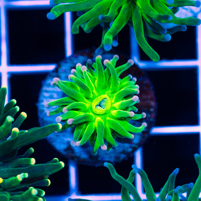 Mini Pink Tip Torch
