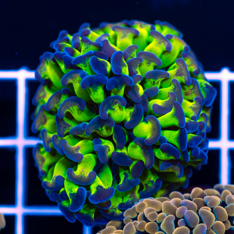 CC Hologram Hammer