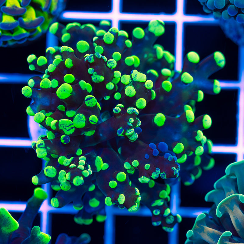 CC Splatter Frogspawn