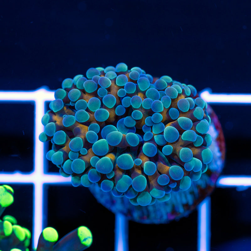 Maize & Blu Hammer