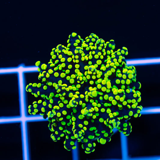 Lemon Lime Octospawn