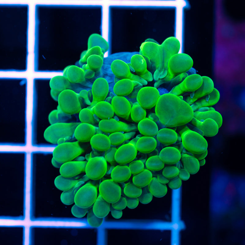 Uber Green Octobubble